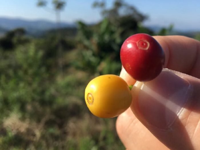 agronegocio-industria-e-cafe05