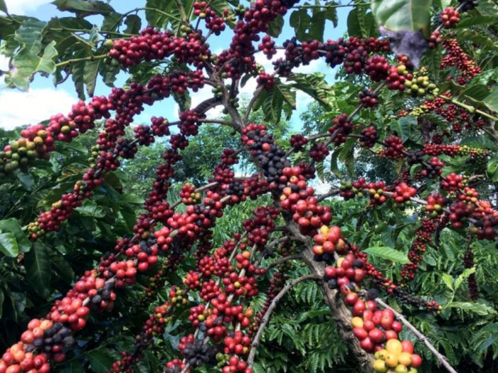 Screenshot_20190809-1049322-1