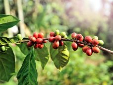 bean-1512426_1280