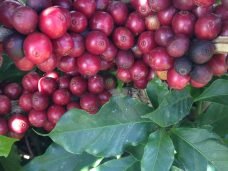 coffee-648219_1280