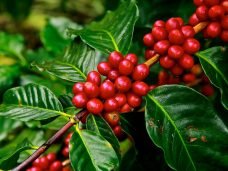 coffee-beans-1650788_1280