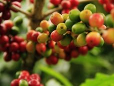 coffee-grains-1474601_1280