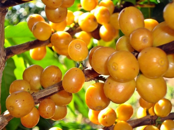 dia-de-campo-da-fundacao-procafe-31-