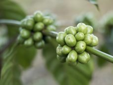 coffee-1869340_1280