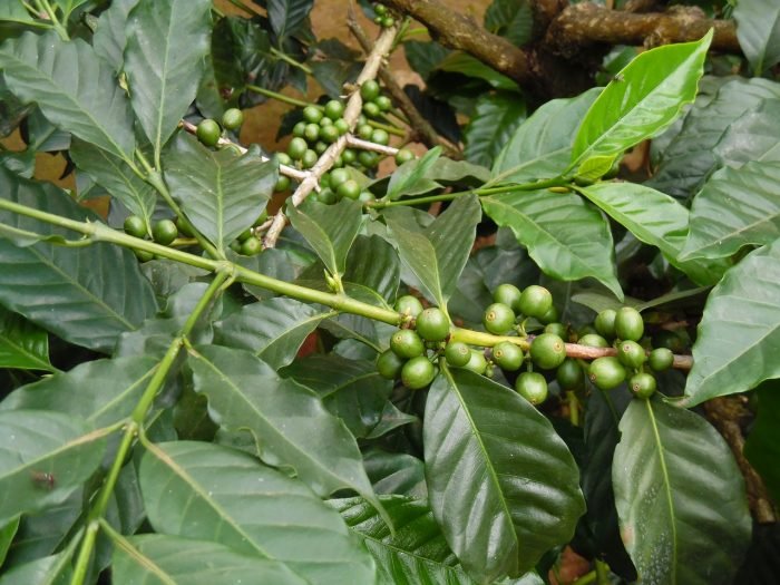 coffee-farming-2721037_1280