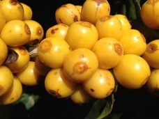 yellow-645516_1280