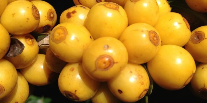 yellow-645516_1280