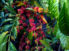 cafecrioulo