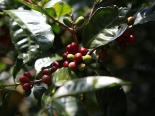 45c91458-af3c-11e7-9cb1-5f6b75e2d8b2_972x_161242