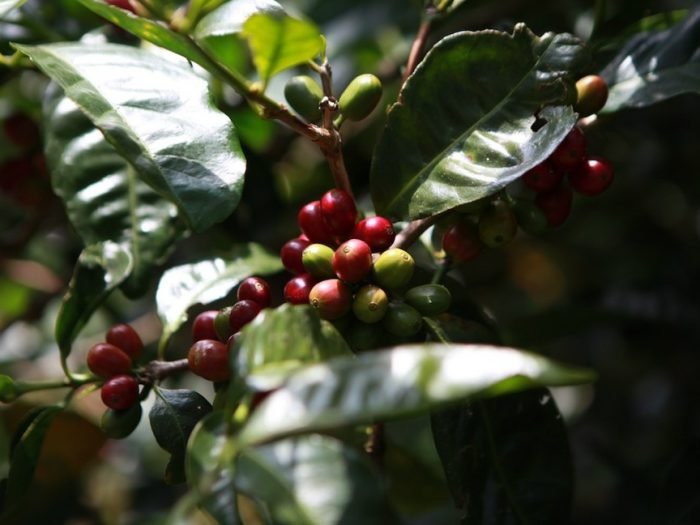 45c91458-af3c-11e7-9cb1-5f6b75e2d8b2_972x_161242