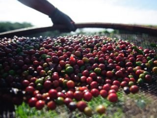 Produção-de-café-735x400