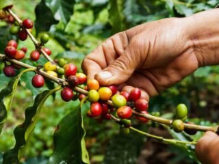 107473-entenda-quais-sao-as-diferencas-entre-os-cafes-arabica-e-robusta-760x460