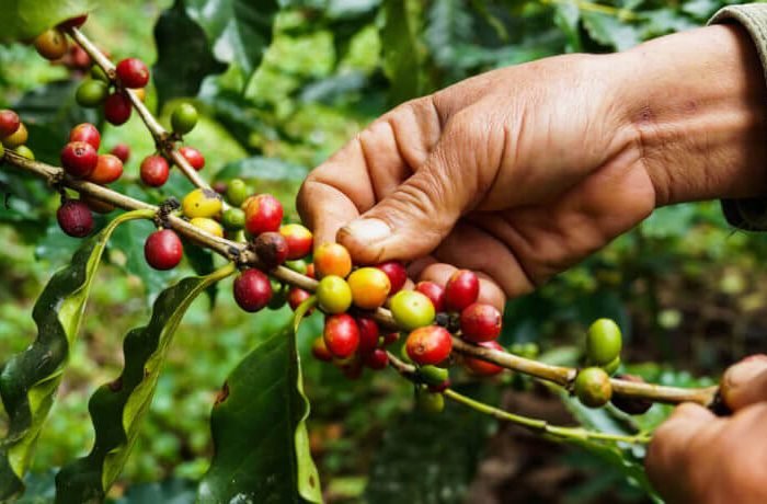 107473-entenda-quais-sao-as-diferencas-entre-os-cafes-arabica-e-robusta-760x460