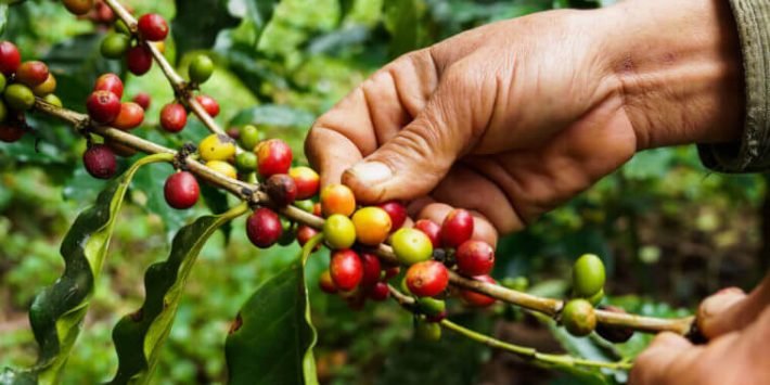 107473-entenda-quais-sao-as-diferencas-entre-os-cafes-arabica-e-robusta-760x460
