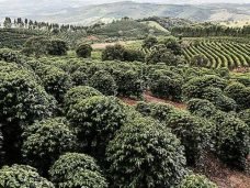 650x375_fazenda-de-sertao-cafe-minas-gerais-rota-do-cafe-turismo_1525207
