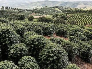 650x375_fazenda-de-sertao-cafe-minas-gerais-rota-do-cafe-turismo_1525207