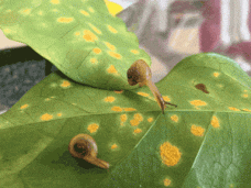 03-coffee-leaf-rust