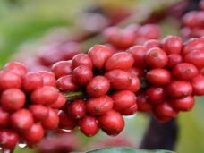 cafe-arábica-16-1-19