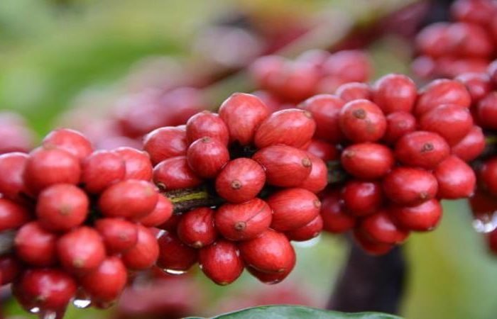 cafe-arábica-16-1-19