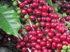 Geral034
Grãos de café
Crédito: Divulgação Emater

Usada em 05-04-19
Usada em 18-07-19
Usada em 05-12-19