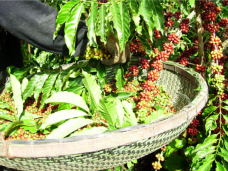 COLHEITA-CAFE-CONILON-768x402