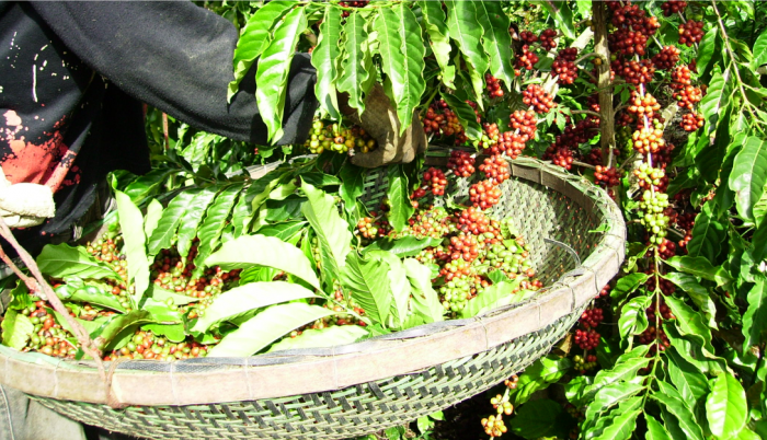 COLHEITA-CAFE-CONILON-768x402