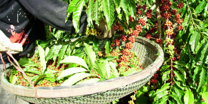 COLHEITA-CAFE-CONILON-768x402