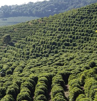 plantacao