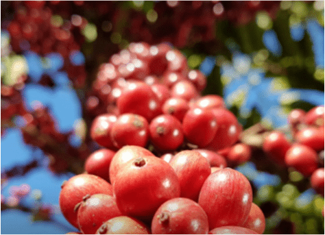 robustas