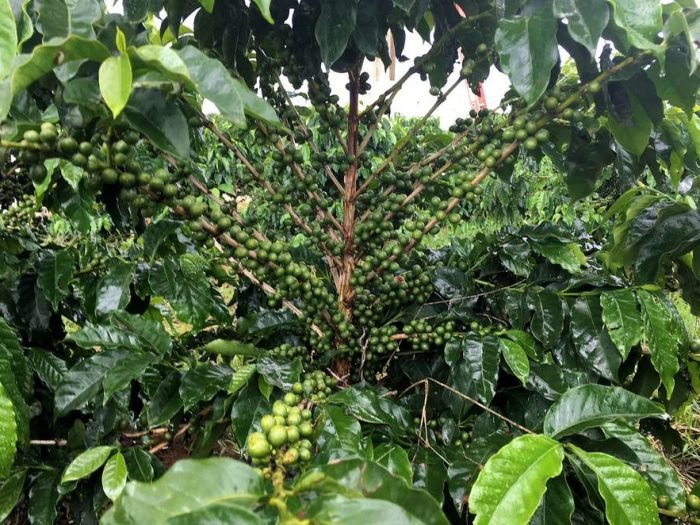 2020-05-28T121231Z_1_LYNXMPEG4R19E_RTROPTP_4_COMMODS-CAFE-COOXUPE