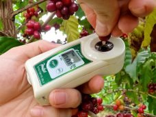 Brixômetro_foto_Emanuelle Araujo_Embrapa (3)