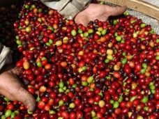Colheita-do-café-640x361