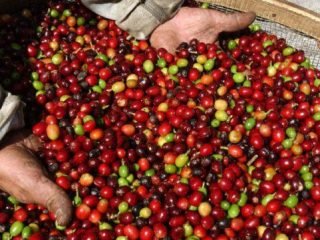 Colheita-do-café-640x361