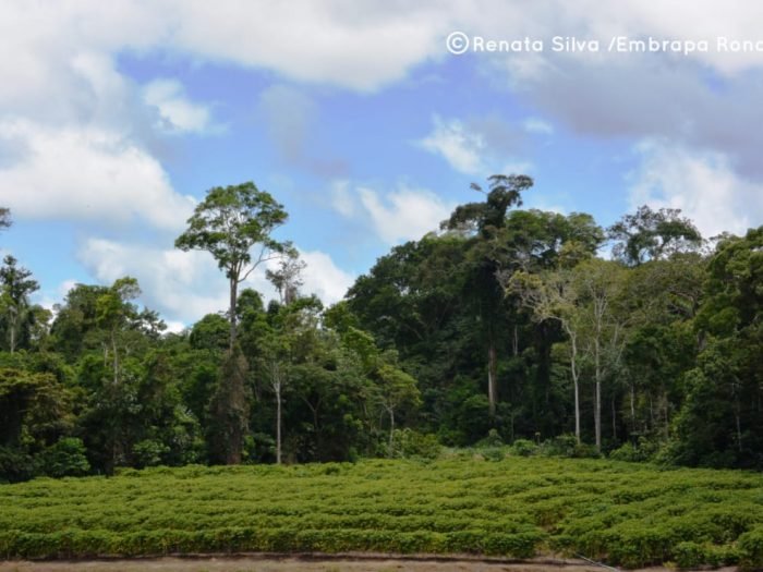 Robustas Amazônicos e a floresta