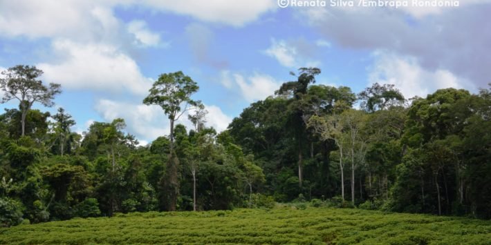 Robustas Amazônicos e a floresta