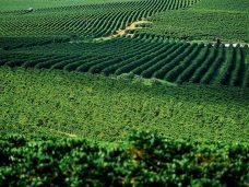 cafe_agronegocios_minas_gerais