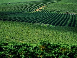 cafe_agronegocios_minas_gerais