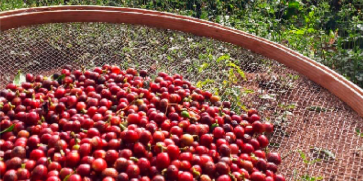 caferj