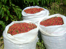 inicio-da-colheita-768x384