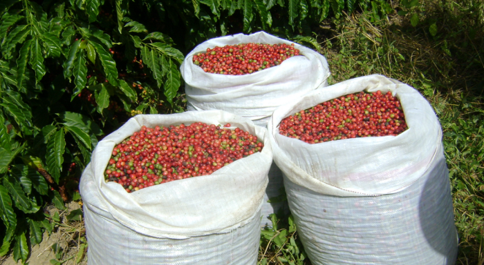 inicio-da-colheita-768x384