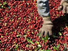 Café arábica em Alfenas (MG)
08/07/2008
REUTERS/Paulo Whitaker
