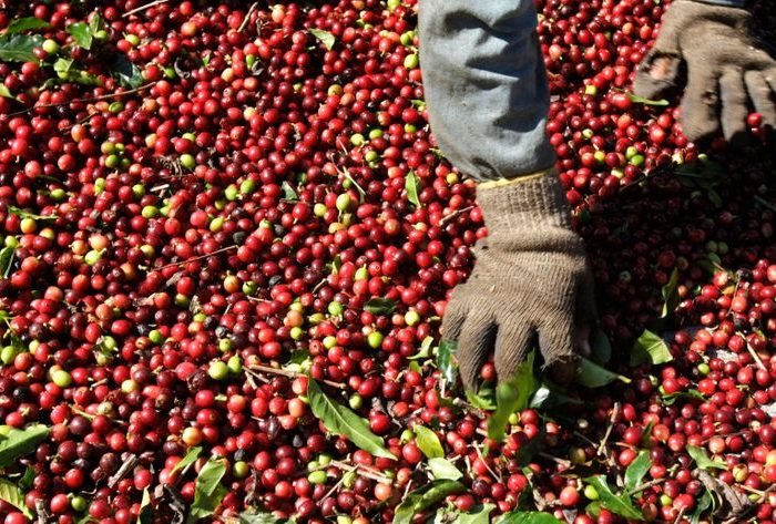 Café arábica em Alfenas (MG)
08/07/2008
REUTERS/Paulo Whitaker