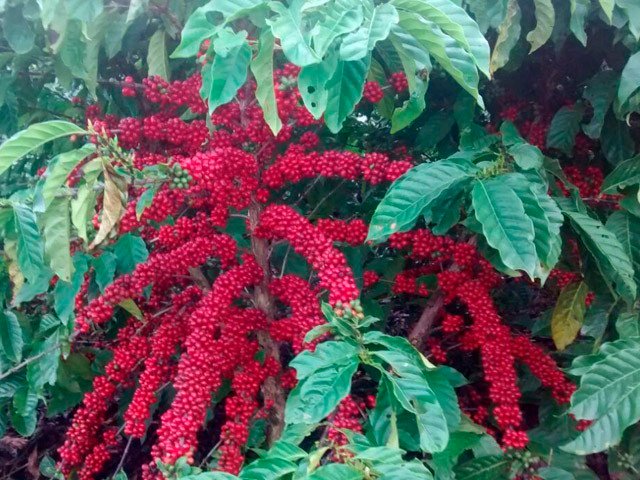 40239fca07a7c7ee2ae639f7888684da-ii