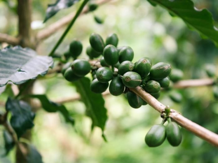 CCBC-Café-verde-760x570