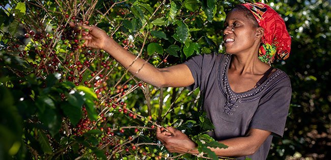 nespresso-reviving-origins-feed