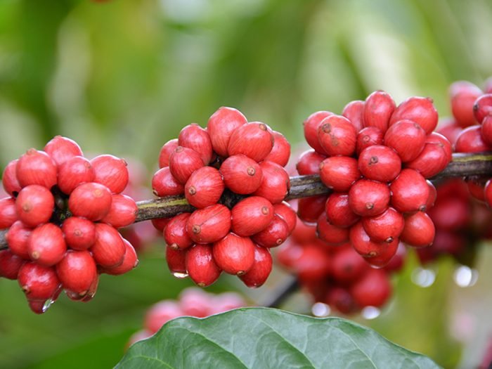 200707_CaféRecepa_conilon