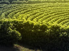 View farm with coffee plantation - Farm coffee plantation in Brazil - Cafe do Brasil - brazilian coffee