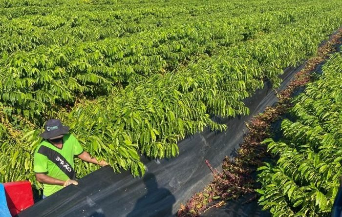 Colheita-de-Café-em-Cacoal-Janderson-Dalazen-16-06-2020-800x445