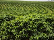 cafe-plantacao2-678x381