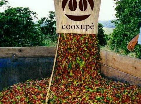 cooxupe colheita